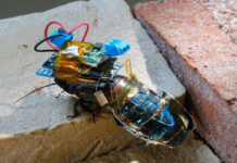 Gli scarafaggi cyborg