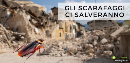 Terremoti: presto ci si potrà salvare grazie agli scarafaggi