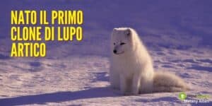 Clonazione di animali: presto non ci saranno più specie in via di estinzione