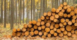 Batterie al legno: dal nord arriva la grande innovazione con autonomia infinita