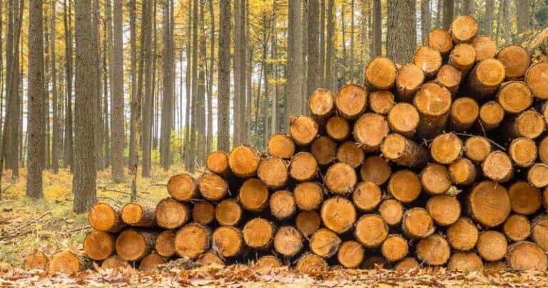 Batterie al legno: dal nord arriva la grande innovazione con autonomia infinita