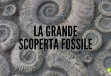 Fossili: scoperto l'anello mancante dell'evoluzione, è un verme corazzato