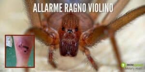 Allarme Ragno Violino: aumentano i casi, le gravi conseguenze della puntura
