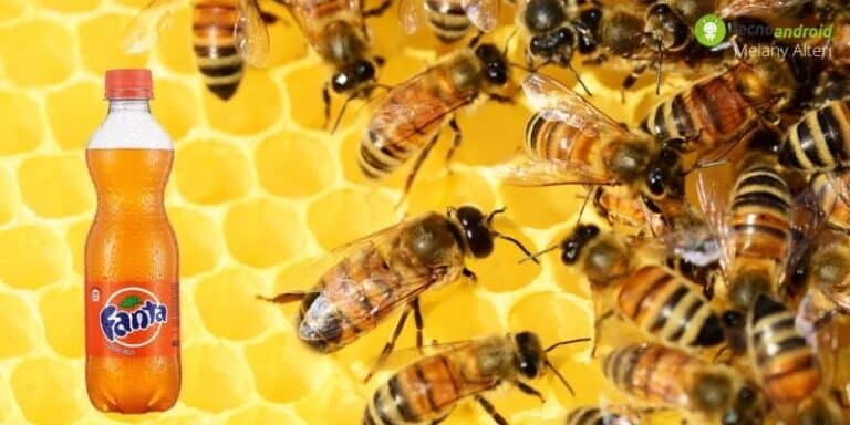 Api: gli insetti capaci di aprire una bottiglia di aranciata