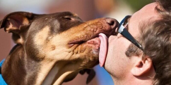 Cane lecca viso padrone