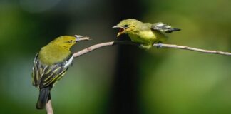 Il canto degli uccelli può curare la depressione