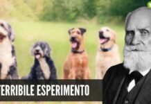 Esperimenti sui cani: quello di Ivan Pavlov fa ancora accapponare la pelle