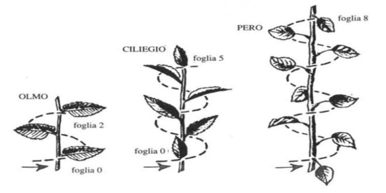 La sequenza di Fibonacci è stata trovata nella struttura di un albero