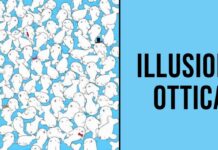 Illusione Ottica: hai 10 secondi per scovare il marshmallow tra le foche