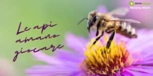 Api: gli insetti "del polline" hanno un'anima e adorano giocare