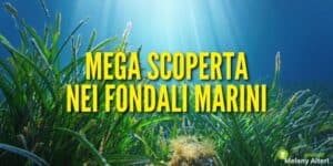 Fondali marini: grazie agli squali è stata scoperta una foresta nel mare
