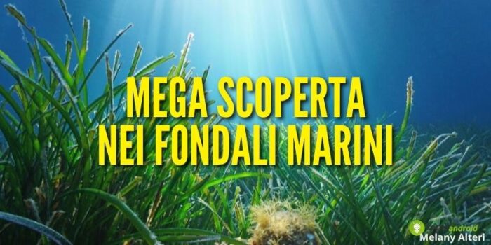 Fondali marini: grazie agli squali è stata scoperta una foresta nel mare