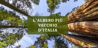 Alberi: scoperta l'età del più vecchio arbusto d'Italia