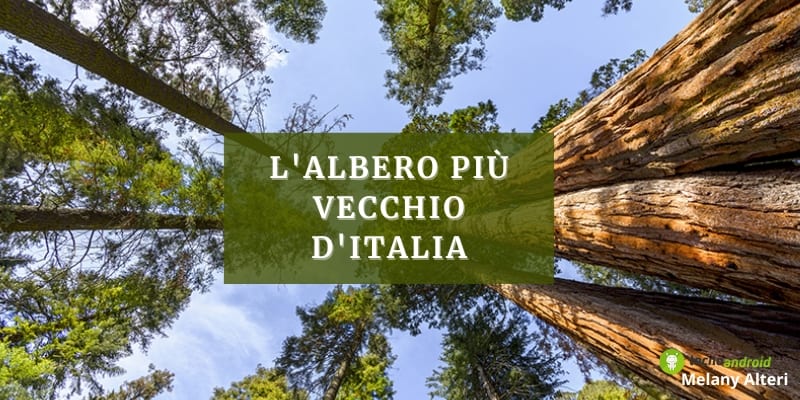 Alberi: scoperta l'età del più vecchio arbusto d'Italia