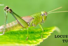 Tumori: le locuste sono in grado di diagnosticarli "annusandoli"