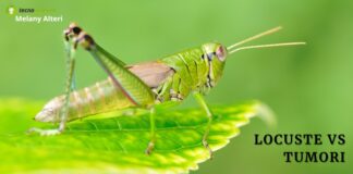 Tumori: le locuste sono in grado di diagnosticarli "annusandoli"
