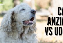 Cani: la demenza dei nostri amici a 4 zampe inizia dall'udito