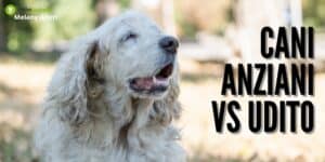 Cani: la demenza dei nostri amici a 4 zampe inizia dall'udito