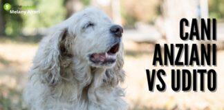 Cani: la demenza dei nostri amici a 4 zampe inizia dall'udito