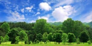 Non ci sono abbastanza alberi per tutti