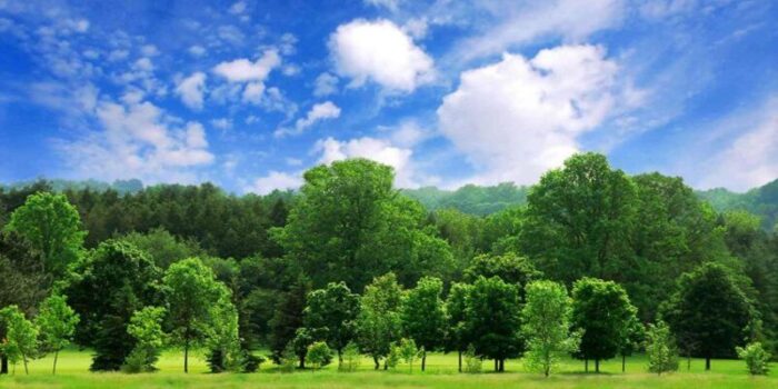 Non ci sono abbastanza alberi per tutti