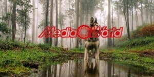 mediaworld