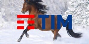 tim