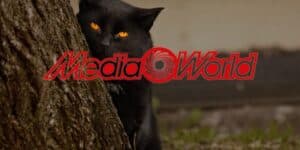 mediaworld