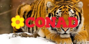 conad