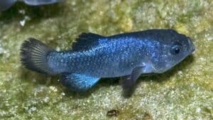 pesce