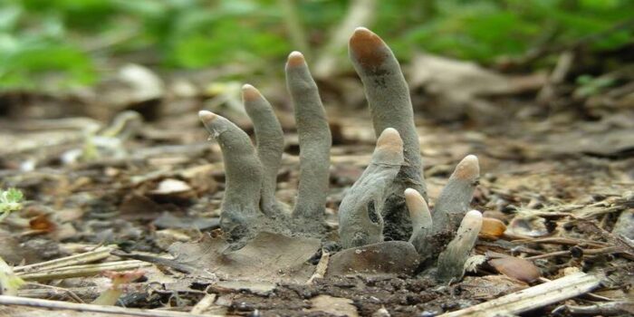 Dead Man’s Fingers