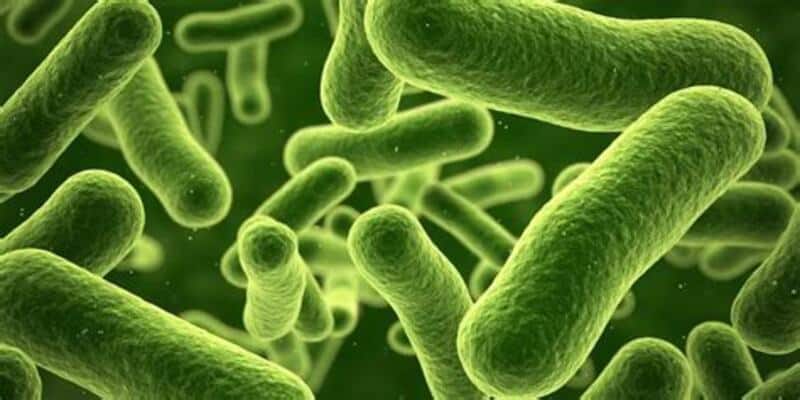 Gli scienziati hanno scoperto dei batteri in grado di stimolare