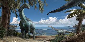 La coda del dinosauro Sauropode