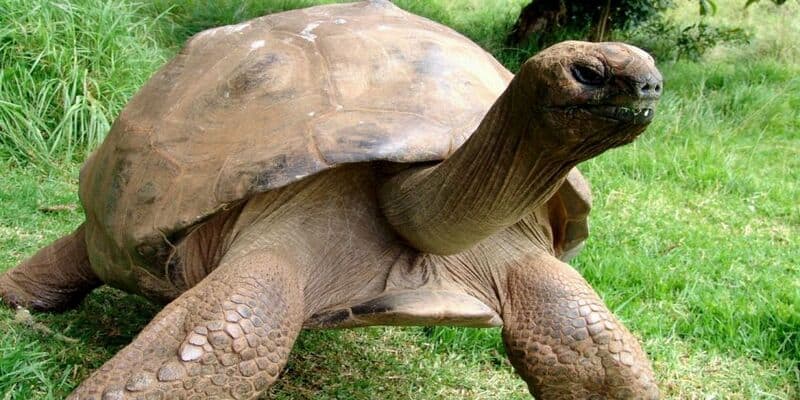 La tartaruga più vecchia del mondo ha 190 anni