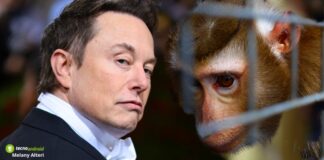 Neuralink, Elon Musk accusato di maltrattamento di animali