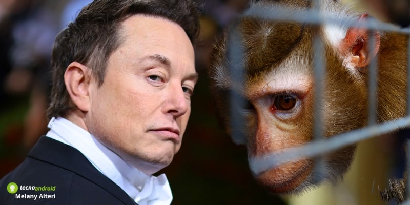 Neuralink, Elon Musk accusato di maltrattamento di animali