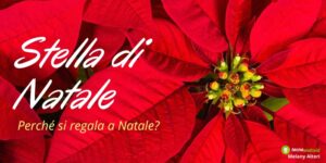 Stella di Natale, svelato perché si regala tale pianta durante le festività