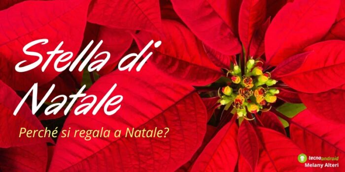 Stella di Natale, svelato perché si regala tale pianta durante le festività