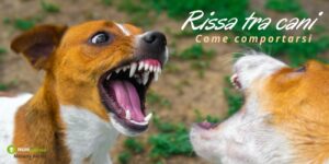 Cani, abbiamo sempre sbagliato ad interpretare i loro comportamenti