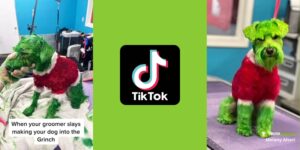 TikTok, quando per due follower si tinge anche il proprio cane di verde