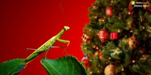 Albero di Natale, attento a questo dettaglio se non vuoi infestare casa di mantidi