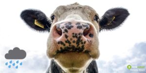 Mucche, il loro superpotere gli permette di prevedere l'arrivo del temporale