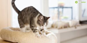 Gatti, ecco spiegato perché sentono la necessità di impastare