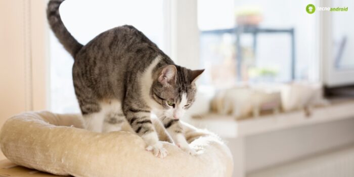 Gatti, ecco spiegato perché sentono la necessità di impastare