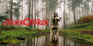 mediaworld