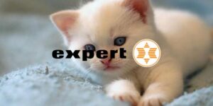 expert