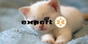 expert