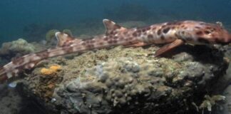 Scoperto nell’Oceano Indiano un cimitero di squali