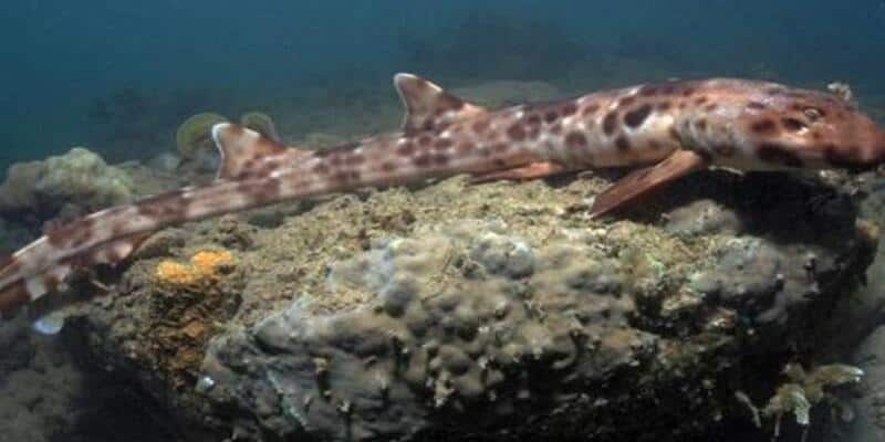 Scoperto nell’Oceano Indiano un cimitero di squali