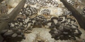 Usare i funghi come ripari naturali contro le radiazioni